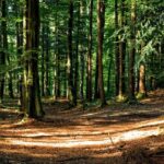Regiunea Nord-Est a dominat anul trecut, cu o recoltare impresionantă de masă lemnoasă, atingând aproape o treime din totalul național. 3 cel mai mare volum de masa lemnoasa s a recoltat anul trecut in regiunea nord est aproape o treime din total 68395ee5b0a76