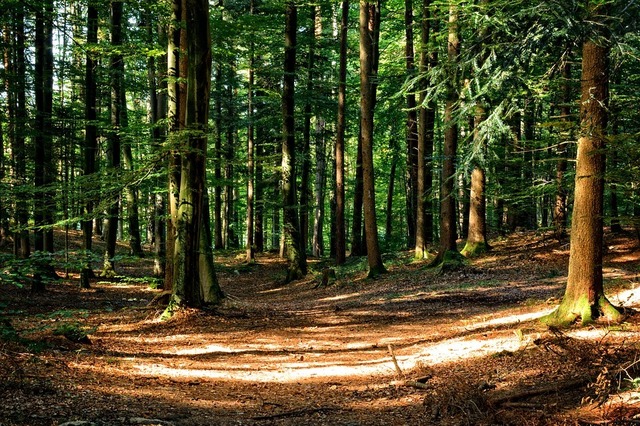 cel mai mare volum de masa lemnoasa s a recoltat anul trecut in regiunea nord est aproape o treime din total 68395ee5b0a76