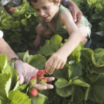 „Culegerea fructelor direct din livadă devine o tendință tot mai populară în România. Ce oferte speciale îi așteaptă pe cei care aleg să meargă personal la plantații?” 2 conceptul culege ti singur fructele ia amploare in romania ce reducere primesc clientii care merg direct in livezi sau pe plantatii 682417c8c2225