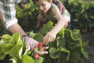 conceptul culege ti singur fructele ia amploare in romania ce reducere primesc clientii care merg direct in livezi sau pe plantatii 682417c8c2225