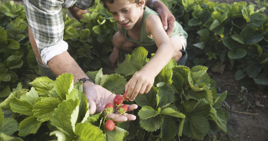 „Culegerea fructelor direct din livadă devine o tendință tot mai populară în România. Ce oferte speciale îi așteaptă pe cei care aleg să meargă personal la plantații?” 1 conceptul culege ti singur fructele ia amploare in romania ce reducere primesc clientii care merg direct in livezi sau pe plantatii 682417c8c2225