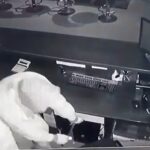 Justiția lovește dur: O vârstnică, victimă a unui jaf orchestrate cu sprijinul îngrijitoarei sale! 2 condamnari grele dupa un jaf organizat victima o varstnica pradata cu ajutorul propriei ingrijitoare 681d3114068d0
