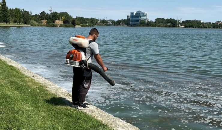 Constanța. Inițiative de ecologizare pe țărmurile lacurilor Siutghiol și Tăbăcărie 1 constanta actiuni de delarvizare pe malurile lacurilor siutghiol si tabacarie 681b61734b556