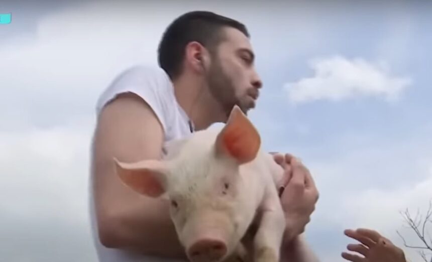 David Pușcaș, surprins de purceii de la fermă: „Am crezut că mă atacă!” 1 david puscas a dat probe de angajare la o ferma cand a vazut purceii a inceput sa urle am crezut ca ma musca de picioare 681b4d1e6c1c2