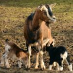 Europa traversează cea mai severă criză de febră aftoasă din ultimele decenii 2 europa se confrunta cu cea mai grava epidemie de febra aftoasa de la inceputul secolului 6818b383096c8