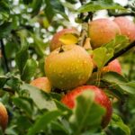 Punct de întâlnire pentru micii agricultori din Timiș: un nou centru de colectare pentru legume și fructe, destinat sprijinului acestora, cu livrări către supermarketuri. 3 foto centru de colectare legume fructe pentru sprijinirea micilor producatori in timis marfa va fi preluata de supermarketuri 6818b02fae62b
