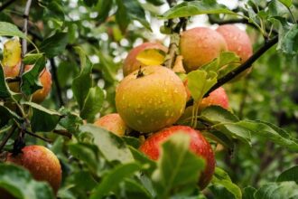 foto centru de colectare legume fructe pentru sprijinirea micilor producatori in timis marfa va fi preluata de supermarketuri 6818b02fae62b