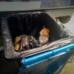 Poveste emoționantă de salvare: Angajații Polaris M Holding redau viața unui pisoi portocaliu abandonat într-o pungă! 2 foto echipa polaris m holding salvare induiosatoare un pisoi portocaliu abandonat intr o punga eliberat de angajatii companiei 683af7b6d5b3c