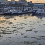 "Explozie de Alge în Portul Turistic Tomis" 3 foto invazie de alge in portul turistic tomis 683b418f77542