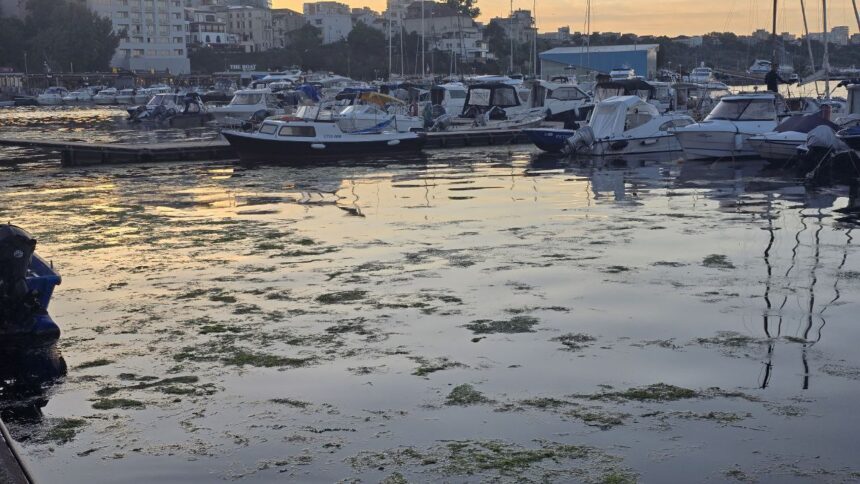 "Explozie de Alge în Portul Turistic Tomis" 1 foto invazie de alge in portul turistic tomis 683b418f77542