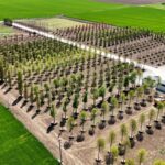 IULIUS deschide drumul către o transformare urbană în Constanța: prima pepinieră dendrologică privată din Dobrogea adăpostește 1.100 de arbori pentru viitoarea dezvoltare. 2 foto iulius pune bazele viitorului proiect de regenerare urbana din constanta s a amenajat prima pepiniera dendrologica privata din dobrogea care gazduieste 1 100 arbori pentru noua dezvoltare 682ecd04a76bf