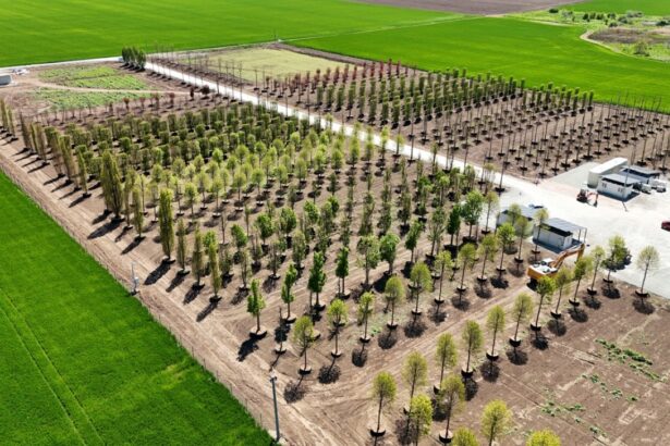 foto iulius pune bazele viitorului proiect de regenerare urbana din constanta s a amenajat prima pepiniera dendrologica privata din dobrogea care gazduieste 1 100 arbori pentru noua dezvoltare 682ecd04a76bf