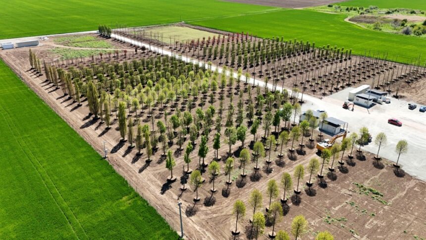 IULIUS deschide drumul către o transformare urbană în Constanța: prima pepinieră dendrologică privată din Dobrogea adăpostește 1.100 de arbori pentru viitoarea dezvoltare. 1 foto iulius pune bazele viitorului proiect de regenerare urbana din constanta s a amenajat prima pepiniera dendrologica privata din dobrogea care gazduieste 1 100 arbori pentru noua dezvoltare 682ecd04a76bf