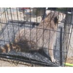 Ratonul năzdrăvan, capturat de jandarmii constănțeni în Mihail Kogălniceanu: descoperă întreaga aventură! 3 foto raton buclucas prins de jandarmii constanteni in mihail kogalniceanu iata intreaga poveste 682f0c46de1e3