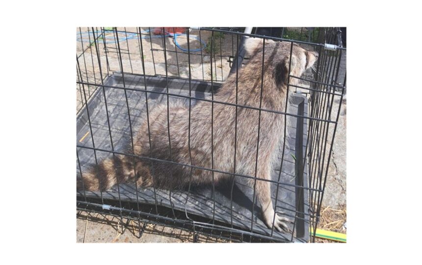 Ratonul năzdrăvan, capturat de jandarmii constănțeni în Mihail Kogălniceanu: descoperă întreaga aventură! 1 foto raton buclucas prins de jandarmii constanteni in mihail kogalniceanu iata intreaga poveste 682f0c46de1e3
