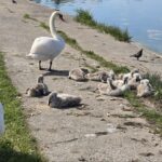 O familie de lebede cu pui a încântat constănțenii: păsările elegante se relaxează pe malul lacului Tăbăcărie 2 foto video o famile de lebede cu pui a facut deliciul constantenilor pasarile gratioase se odihneanu pe malul lacului tabacarie 683b2ff268cd4