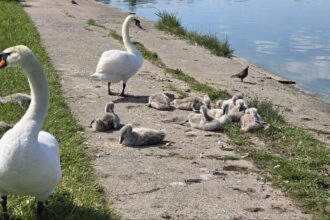 foto video o familie de lebede a atras privirile constantenilor pe malul lacului tabacarie 683b3a8456b87