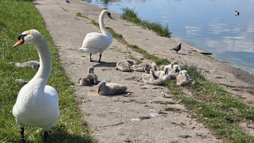 Spectacolul elegant al unei familii de lebede încântă constănțenii pe malul lacului Tăbăcărie 1 foto video o familie de lebede a atras privirile constantenilor pe malul lacului tabacarie 683b3a8456b87