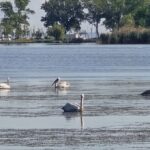 Magie pe Lacul Tăbăcărie: Lebedele și Pelicanii Captivează Ochii Constănțenilor 2 foto video spectacol pe lacul tabacarie lebede si pelicani au incantat privirile constantenilor 6837fccfc52aa