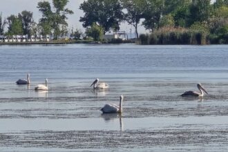 foto video spectacol pe lacul tabacarie lebedele si pelicanii au incantat privirile constantenilor 683803e16d573