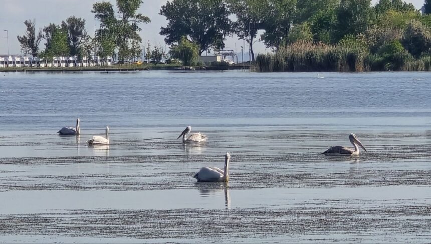 Magia lacului Tăbăcărie: lebedele și pelicanii fascinează constănțenii! 1 foto video spectacol pe lacul tabacarie lebedele si pelicanii au incantat privirile constantenilor 683803e16d573