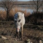 Caii lăsați de izbeliște la Techirghiol în 2021 au fost readuși acasă, dar proprietarii cer despăgubiri de peste 300.000 de euro. 3 galerie foto caii abandonati pe camp la techirghiol in 2021 au fost returnati proprietarilor lor insa acestia vor despagubiri de peste 300 000 de euro 682524a6d3f41
