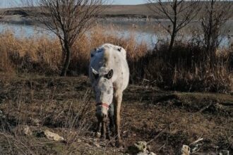 galerie foto caii abandonati pe camp la techirghiol in 2021 au fost returnati proprietarilor lor insa acestia vor despagubiri de peste 300 000 de euro 682524a6d3f41