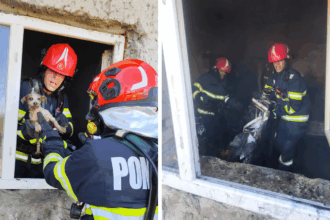 incendiu cu risc de explozie in judetul tulcea un catel speriat a fost salvat de pompieri 682610e663faf