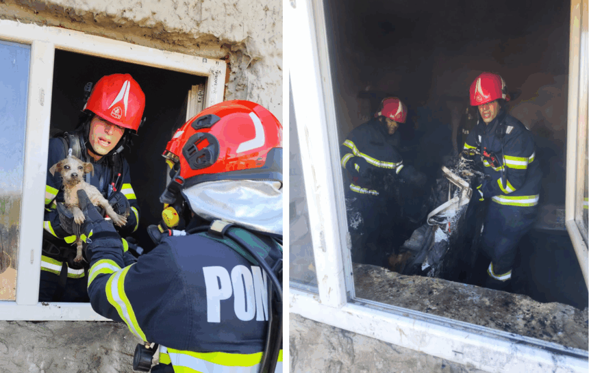 incendiu cu risc de explozie in judetul tulcea un catel speriat a fost salvat de pompieri 682610e663faf