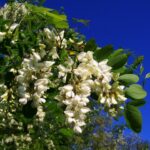 Rețetă cu mai puțin nectar de salcâm 2 mai putina miere de salcam 681ca4d6655c8
