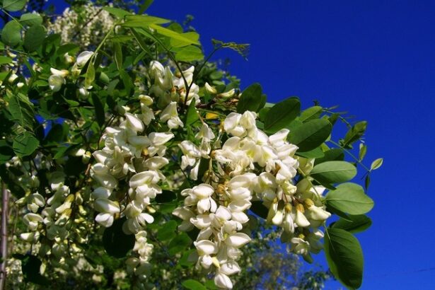 mai putina miere de salcam 681ca4d6655c8