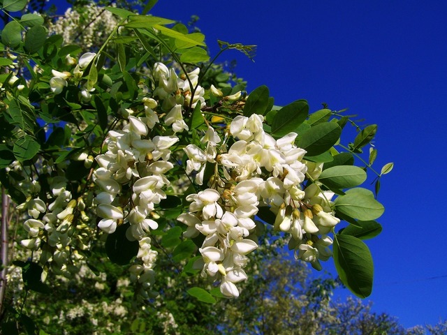 Rețetă cu mai puțin nectar de salcâm 1 mai putina miere de salcam 681ca4d6655c8