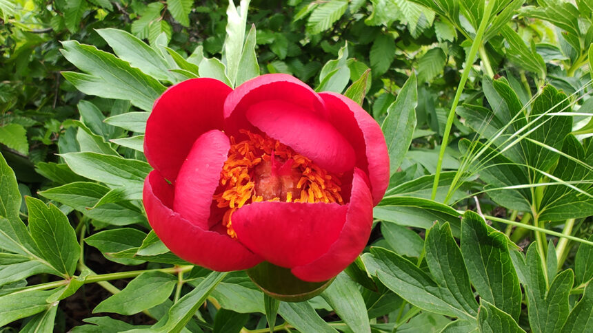 Mâine celebrăm Bujorul, simbolul floral al României: Penalizări ENORME pentru cei care îndrăznesc să distrugă această floare! 1 maine este ziua bujorului floarea nationala a romaniei amenzi uriase pentru cei ce rup o astfel de planta 6824d82755003