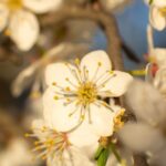Previziuni meteorologice: Cum se va prezenta vremea în ziua alegerilor și când ne așteptăm la temperaturi mai scăzute 2 nou anunt meteo cum va fi vremea in ziua alegerilor si cand scad temperaturile 68134d8554afa