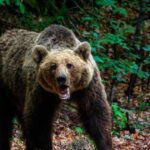O femeie a avut parte de o întâlnire periculoasă cu un urs pe Transfăgărășan. S-a activat alerta RO-Alert! 3 o femeie a fost muscata de urs pe transfagarasan a fost emis mesaj ro alert 6836fd35a53db