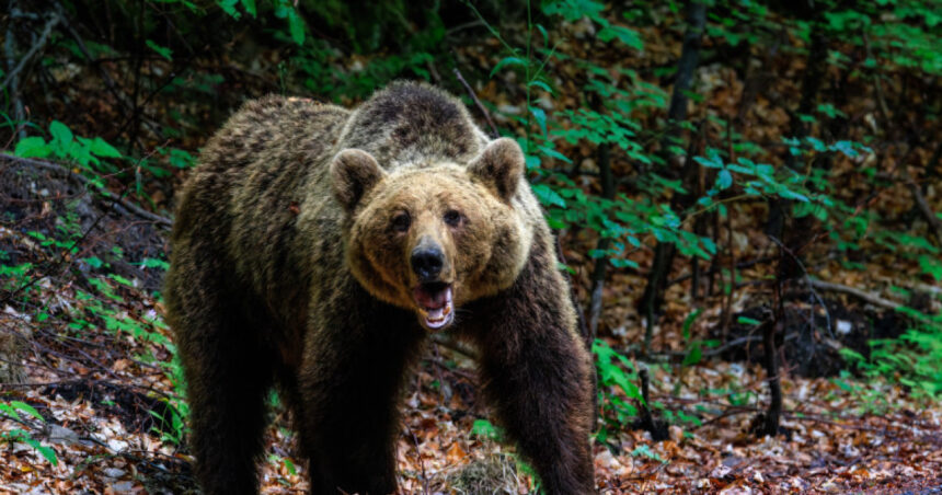 O femeie a avut parte de o întâlnire periculoasă cu un urs pe Transfăgărășan. S-a activat alerta RO-Alert! 1 o femeie a fost muscata de urs pe transfagarasan a fost emis mesaj ro alert 6836fd35a53db