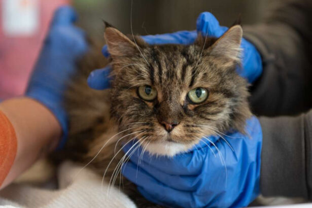 o pisica a supravietuit dupa ce a cazut de la 115 metri insa stapanii ei au murit era doar putin intepenita 6814bc5d2892e