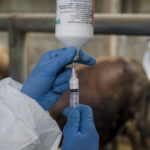 ONU trage un semnal de alarmă: Europa se luptă cu cea mai severă epidemie de febră aftoasă din ultimele decenii! 3 onu avertizeaza europa se confrunta cu cea mai grava epidemie de febra aftoasa de la inceputul secolului 6821138117f31
