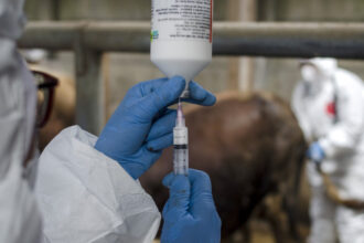 onu avertizeaza europa se confrunta cu cea mai grava epidemie de febra aftoasa de la inceputul secolului 6821138117f31
