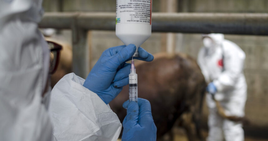 ONU trage un semnal de alarmă: Europa se luptă cu cea mai severă epidemie de febră aftoasă din ultimele decenii! 1 onu avertizeaza europa se confrunta cu cea mai grava epidemie de febra aftoasa de la inceputul secolului 6821138117f31