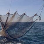 Apel urgent din partea organizațiilor ecologiste pentru salvarea oceanelor: Pactul UE, sub lupă pentru ineficiență! 3 organizatiile de mediu cer masuri urgente pentru protejarea oceanelor pactul ue criticat pentru lipsa de actiuni concrete 68237cf5599a6