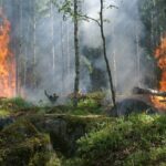 Pădurile globale: Anul trecut a adus distrugeri alarmante! 3 padurile din toata lumea au suferit pierderi inspaimantatoare anul trecut 68304e8a0c262