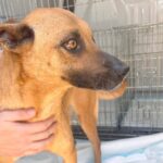 O poveste emoționantă din Adăpostul pentru Animale Abandonate din Constanța: o mamă cu un singur ochi își îmbrățișează viitorul, după ce și-a văzut puii găsind căminuri iubitoare. 3 poveste impresionanta la adapostul animale abandonate din constanta o mamica ramasa cu un singur ochi a plecat catre o viata noua dupa ce si a vazut mai intai puii adoptati 68230c03b7c2e