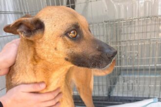 poveste impresionanta la adapostul animale abandonate din constanta o mamica ramasa cu un singur ochi a plecat catre o viata noua dupa ce si a vazut mai intai puii adoptati 68230c03b7c2e