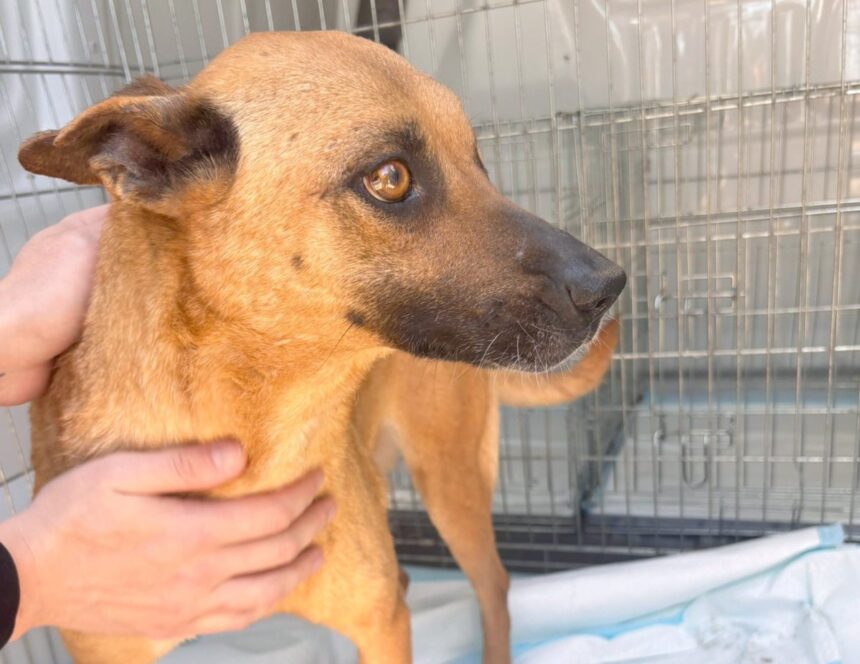 O poveste emoționantă din Adăpostul pentru Animale Abandonate din Constanța: o mamă cu un singur ochi își îmbrățișează viitorul, după ce și-a văzut puii găsind căminuri iubitoare. 1 poveste impresionanta la adapostul animale abandonate din constanta o mamica ramasa cu un singur ochi a plecat catre o viata noua dupa ce si a vazut mai intai puii adoptati 68230c03b7c2e
