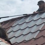 Jandarmii prind un raton pe acoperișul unei locuințe din Mihail Kogălniceanu 3 raton capturat de jandarmi pe acoperisul unei case din mihail kogalniceanu 682f488b1c6f9
