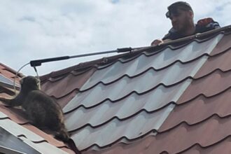 raton capturat de jandarmi pe acoperisul unei case din mihail kogalniceanu 682f488b1c6f9