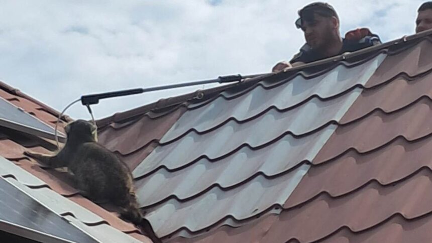 Jandarmii prind un raton pe acoperișul unei locuințe din Mihail Kogălniceanu 1 raton capturat de jandarmi pe acoperisul unei case din mihail kogalniceanu 682f488b1c6f9