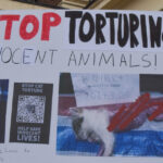 Universul întunecat al abuzatorilor de feline: Conflictul tăcut între iubitorii de pisici și profitorii din „zoosadism” 2 subcultura bolnava a tortionarilor de pisici razboiul secret dintre iubitorii de feline si cei care fac bani din zoosadism 683b06b656cfa