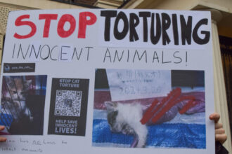 subcultura bolnava a tortionarilor de pisici razboiul secret dintre iubitorii de feline si cei care fac bani din zoosadism 683b06b656cfa